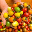 우리팜스 이미지