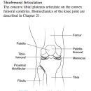 무릎관절(knee joint) 관절가동, 수기저항운동, 자가운동, 기능적 운동법 - 정리중 이미지