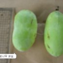 포포나무 이미지
