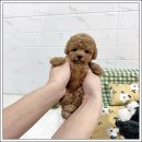 마마스미독 강아지분양 인천점 이미지