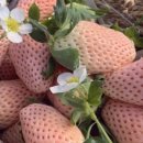 억대농장 이미지