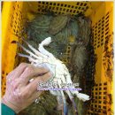 5월 31일(금) 목포는항구다 생선카페 판매생선[ 활갑오징어, 횟감용 활농어, 황석어, 낙지, 자반고등어(냉동) ] 이미지