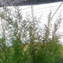 춘기농장 이미지