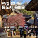 부산 근교 매화 통도사 홍매화 실시간 개화상태 주차장 입장료