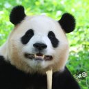 바오 이미지