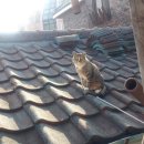 (주)슈퍼캣 이미지