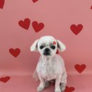 꾸니베어 이미지