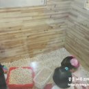 점폴린파크 네이버블로그