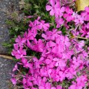 꽃잔디( Moss Phlox 지면패랭이) 이미지