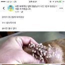 혐주의)) 와 대박...페북에 강아지 망고벌레 제거하는 영상 올라왔는데 쩔어...ㅜㅜ 이미지