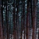 잣나무숲 이미지