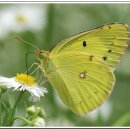 노랑나비 이미지