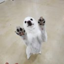 더도그맨션 이미지