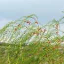 아스파라거스[Liliaceae (백합과) ＞ Asparagus (비짜루속) ＞ officinalis (아스파라거스)] 이미지