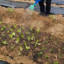 신흥종묘농약사 이미지