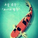코이 네이버블로그