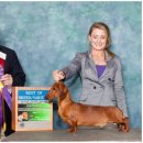 쿠어츠바인에 이미지