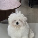 논현 켄넬 이미지