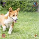 봉제 | 강아지봉제장난감 추천 후기 (인기템 순위)