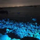 77수족관 이미지