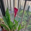 수줍은 카라꽃~^^ 이미지
