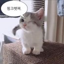 하엘 이미지