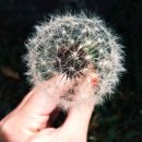 다이아모텔 이미지