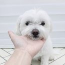 복터진 강아지 이미지