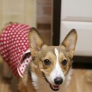 옷 만들기(Ⅱ) 이미지