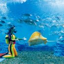 아쿠아플라넷63 이미지