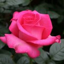 부여(외산)-12 이미지