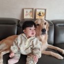우아블리 이미지