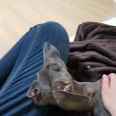 원흥동물의료센터 이미지