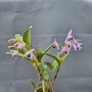 Cattleya bowringiana var.coerulea 이미지