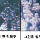 에이치앤그린