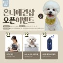 온니애견미용 이미지