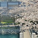 동삼수산 | 영도 동삼해수천 : 부산 벚꽃 명소 추천 실시간 개화 상황