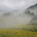 태백해바라기축제 이미지