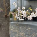 고주몽 | 재방문 부산맛집 남포동 고주몽과 대연동 이가해물짬뽕