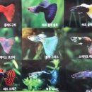 열대어나라수족관