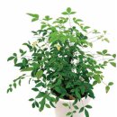 '공기정화식물'이란 용어 처음 만들어낸 식물 박사 집엔 어떤 식물이 있을까 이미지