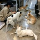 정남119안전센터-2 | 유기견 봉사활동 영등포 동물구조 119 입양센터 봉사활동 봉사 후기