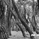 사진예술 이미지