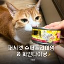캔두코리아 | 퍼시캣 슈퍼프리미엄 &amp; 파인다이닝 습식캔 입맛 까다로운 고양이 후기