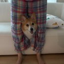 파파존스수지점 | 흐르는 강물을 거꾸로 거슬러 오르는 연어들의