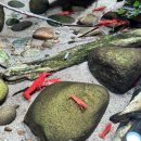 일중로 | 일산 가볼만한곳 아쿠아가든 입장료 없는 수족관관람 가능