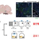 [2025 DAILY PICK 제73호] 'KAIST, 심리적 공포기억 조절 뇌 회로 최초 규명…트라우마 치료 새 전기' 등 이미지
