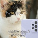 나와고양이 이미지