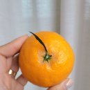 달.프룻 이미지