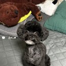 클래시독스 네이버블로그